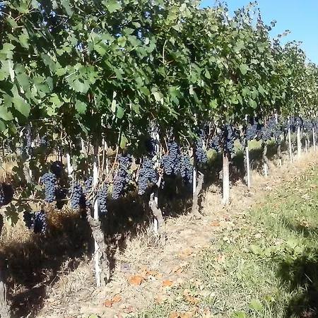 Lantställe Tenuta Calabiana Diano dʼAlba